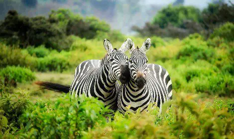 Two zebras are standing in a field of green bushes.