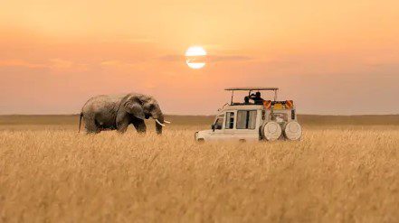 A safari vehicle with elephants walking in the background.