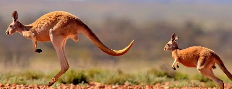 A close up of an animal 's tail