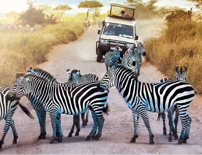 A group of zebras crossing the road in front of a car.