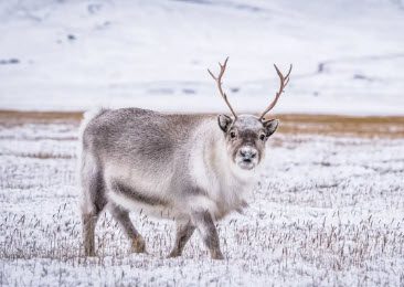 A reindeer with large antlers standing in the snow.