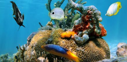 Colorful fish and coral reef underwater.