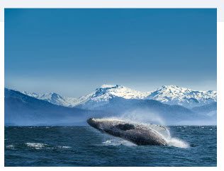 Humpback whale breaching in front of mountains.